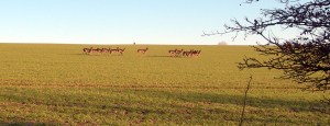 DSCN4319 Herd of deer