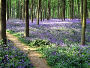 Bluebell wood