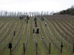 Pruning the vines