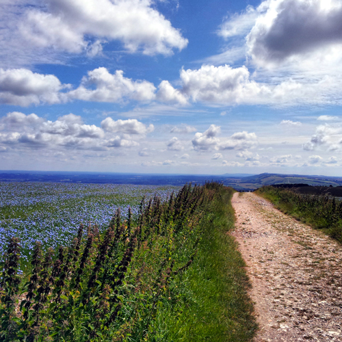 South Downs Way Bignor looking East